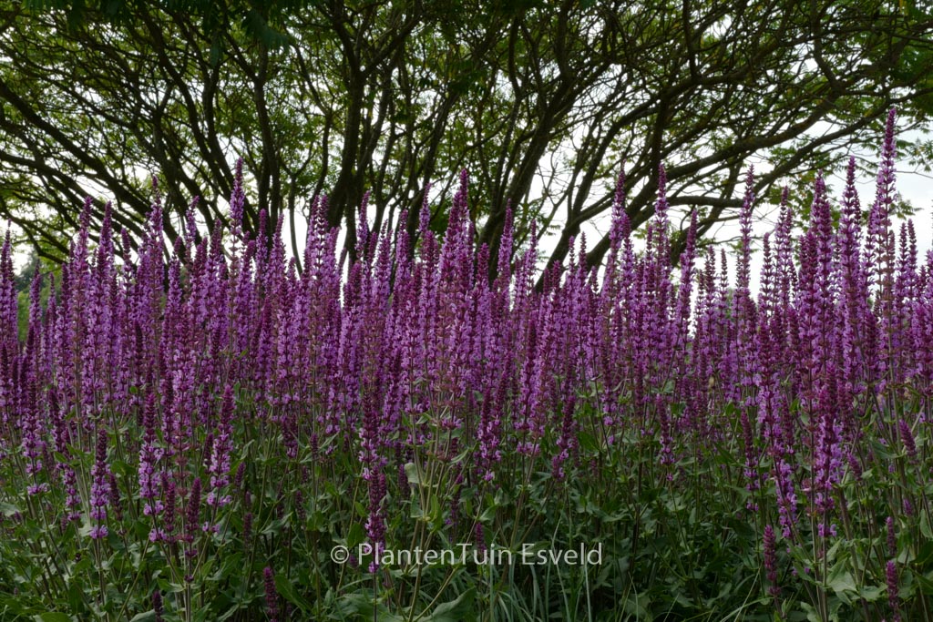 Salvia nemorosa ‘Amethyst’