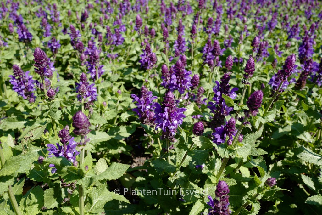 Salvia nemorosa ‘Balsalarv’ (BLUE MARVEL)