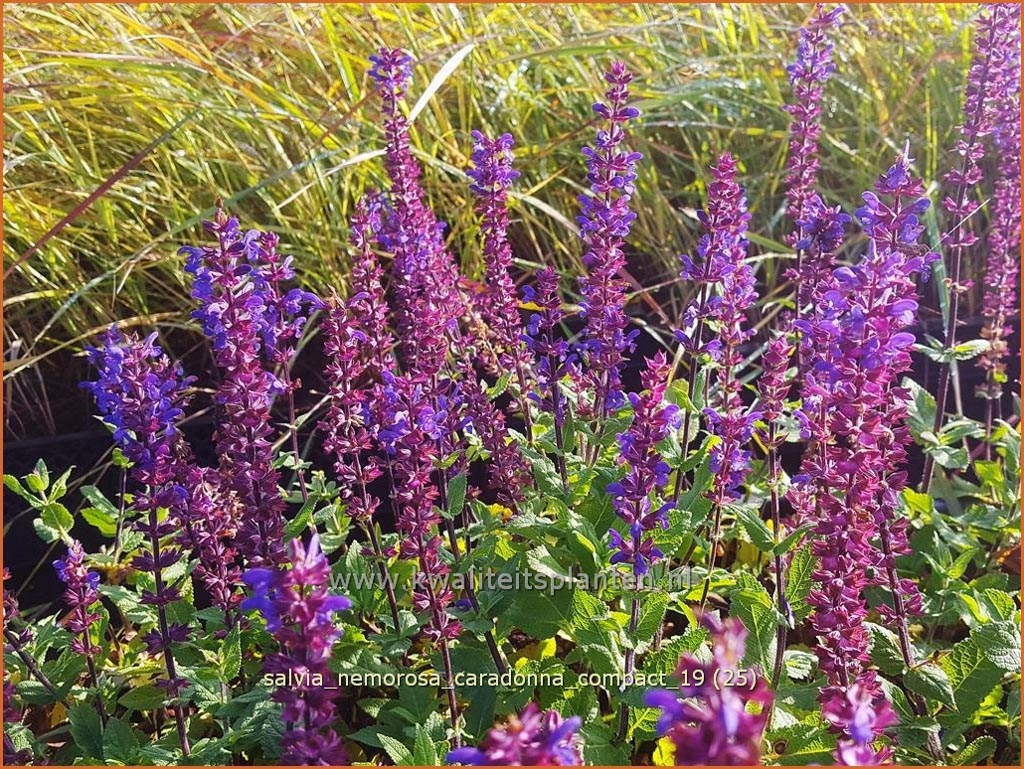 Salvia nemorosa ‘Caradonna Compact’