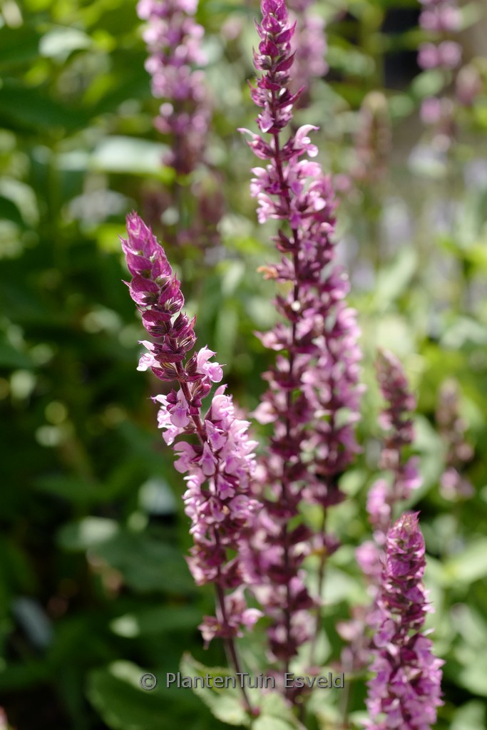 Salvia nemorosa ‘Caradonna Pink Inspiration’