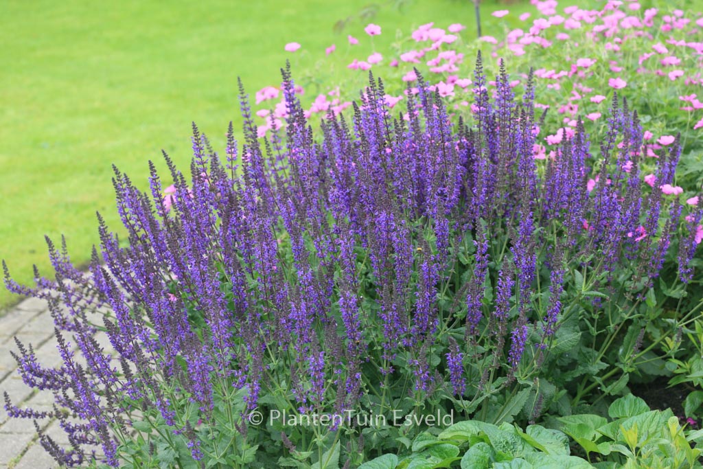 Salvia nemorosa ‘Caradonna’