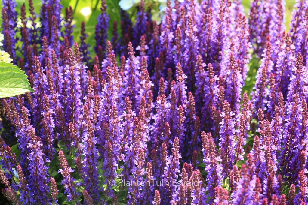 Salvia nemorosa ‘Flor Sal Dblue’ (SENSATION DEEP BLUE)