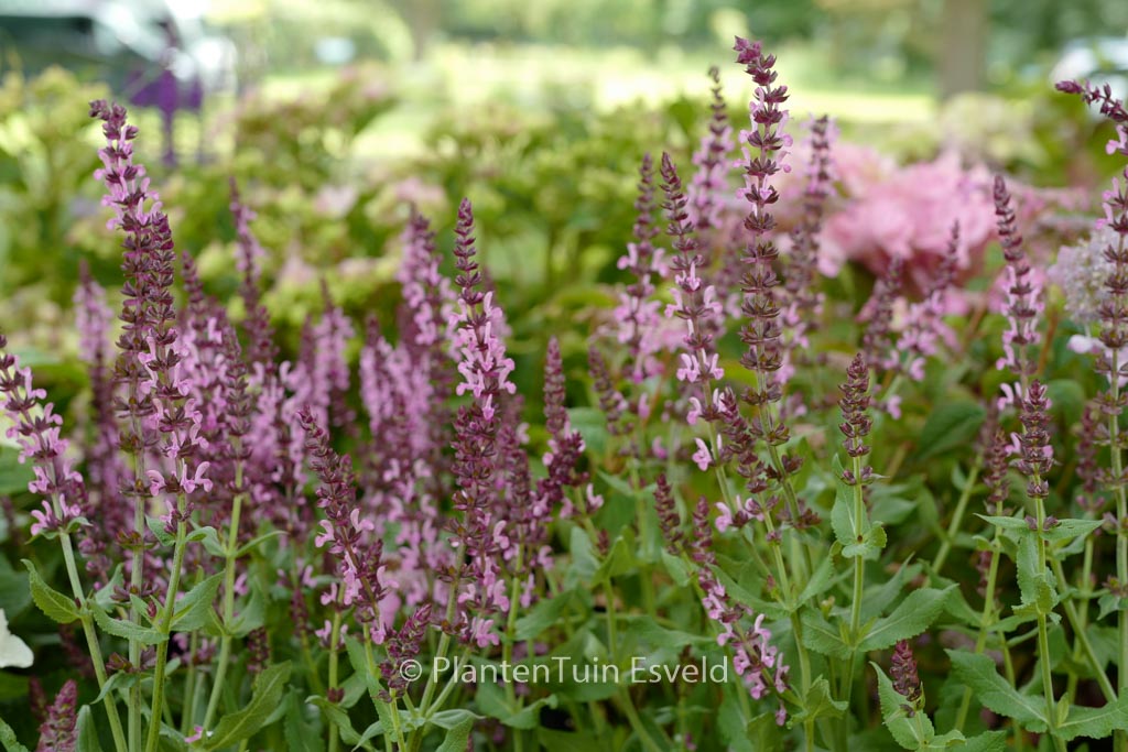 Salvia nemorosa ‘Flor Sal Roz’ (SENSATION DEEP ROSE)