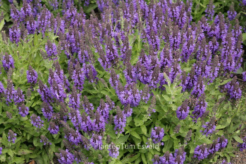 Salvia nemorosa ‘Haeumanarc’ (MARCUS)