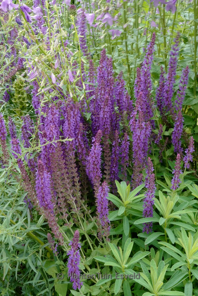 Salvia nemorosa ‘Lubeca’