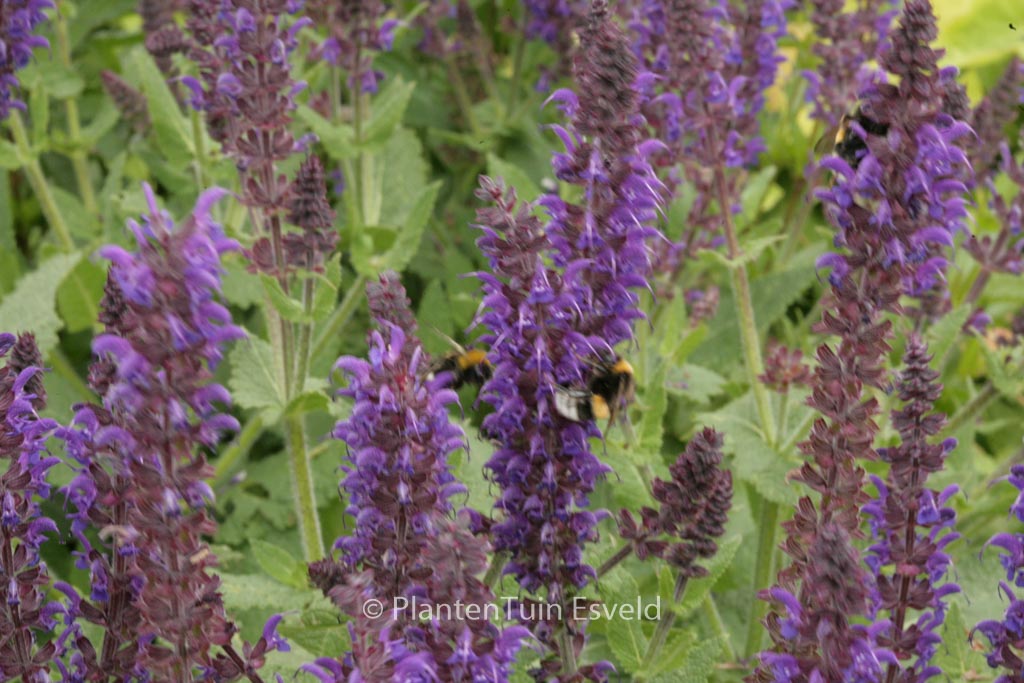 Salvia nemorosa ‘Mainacht’