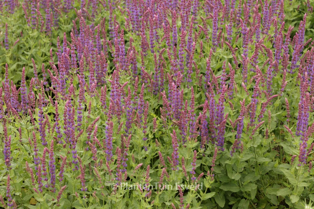 Salvia nemorosa ‘Ostfriesland’