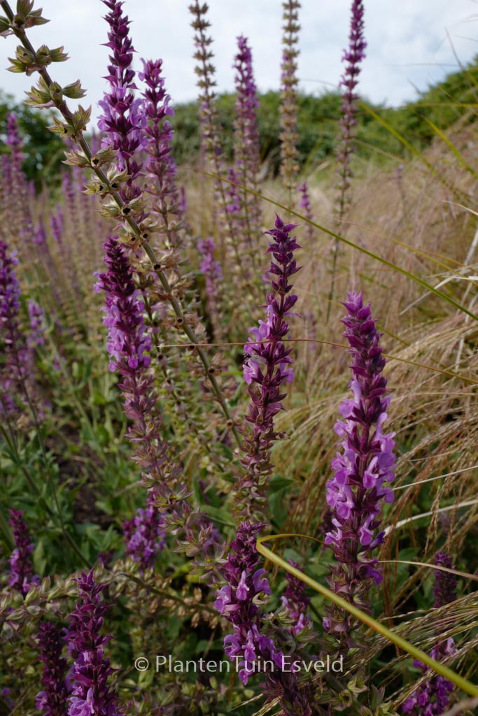 Salvia nemorosa ‘Pink Friesland’