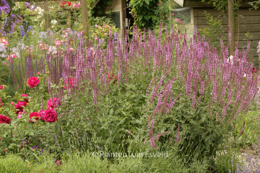 Salvia nemorosa ‘Rose Queen’