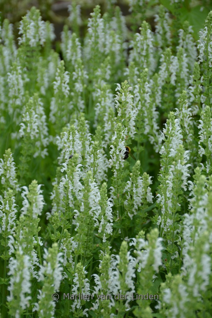 Salvia nemorosa ‘Schneehuegel’