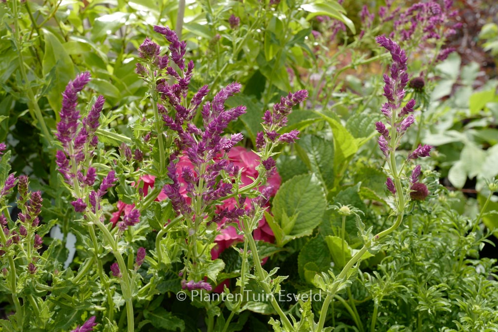 Salvia nemorosa ‘Schwellenburg’
