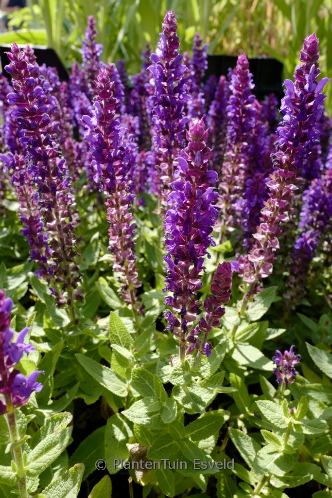 Salvia nemorosa ‘Sensation Compact Deep Blue’