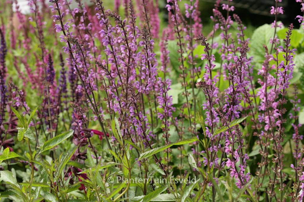 Salvia nemorosa ‘Serenade’