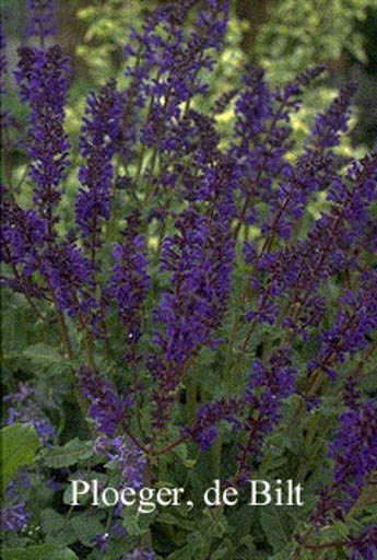 Salvia nemorosa ‘Viola Klose’