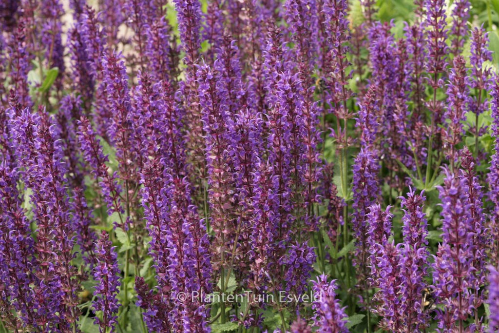 Salvia nemorosa ‘Wesuwe’