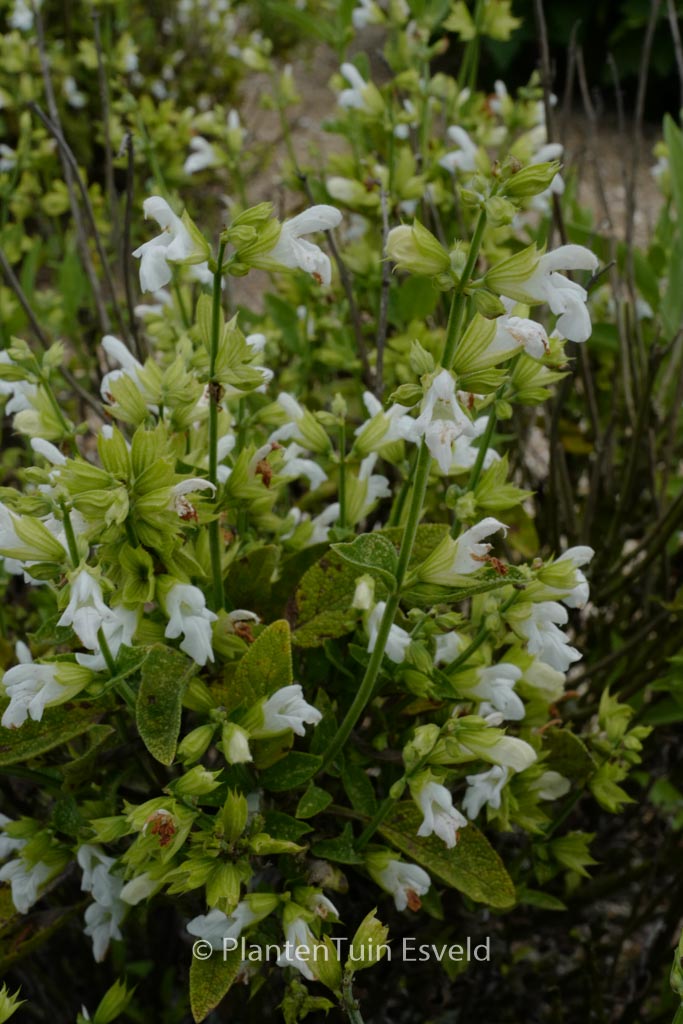 Salvia officinalis ‘Albiflora’