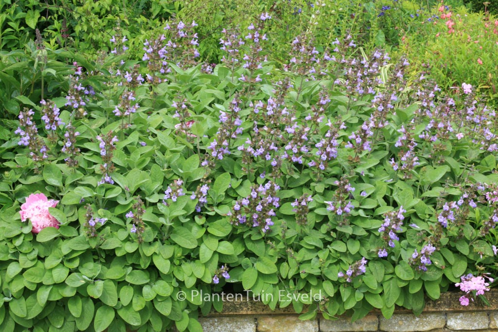 Salvia officinalis ‘Berggarten’