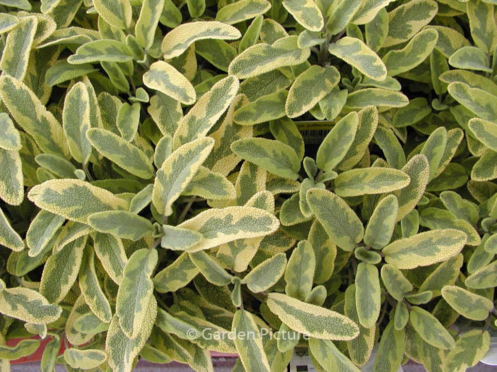 Salvia officinalis ‘Icterina’