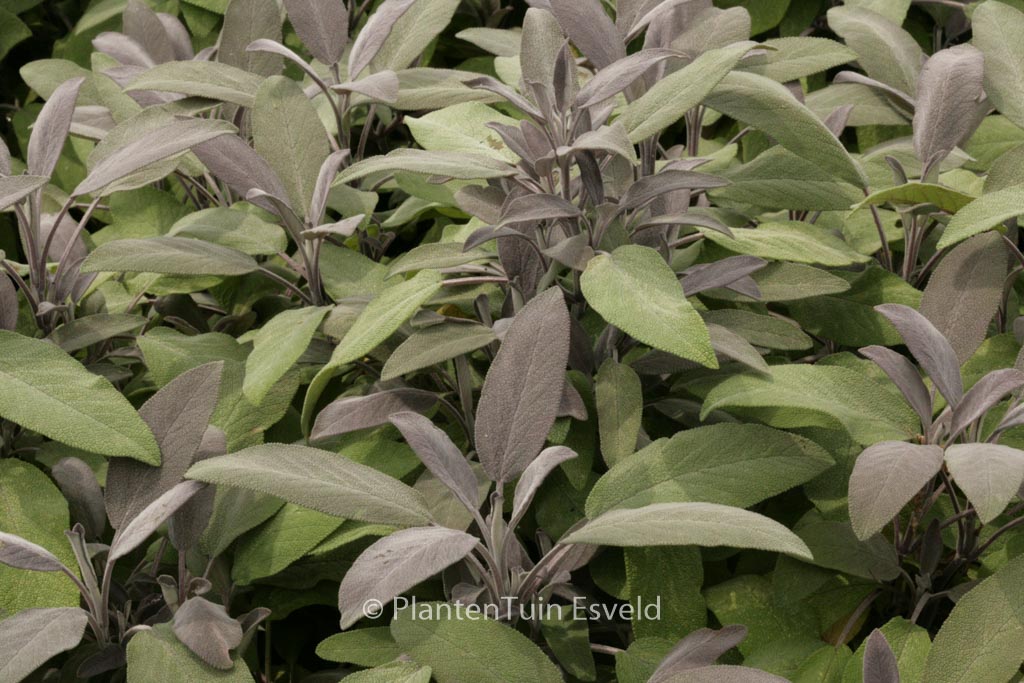 Salvia officinalis ‘Purpurascens’