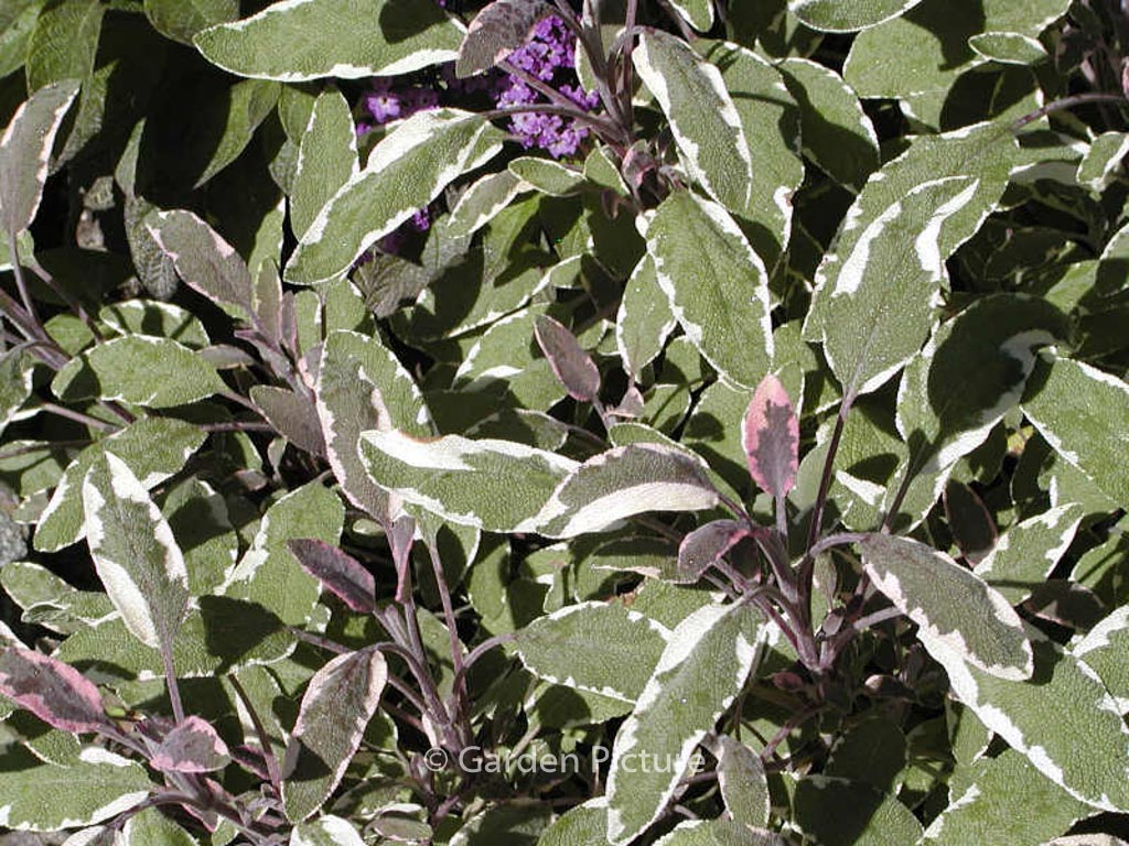 Salvia officinalis ‘Tricolor’