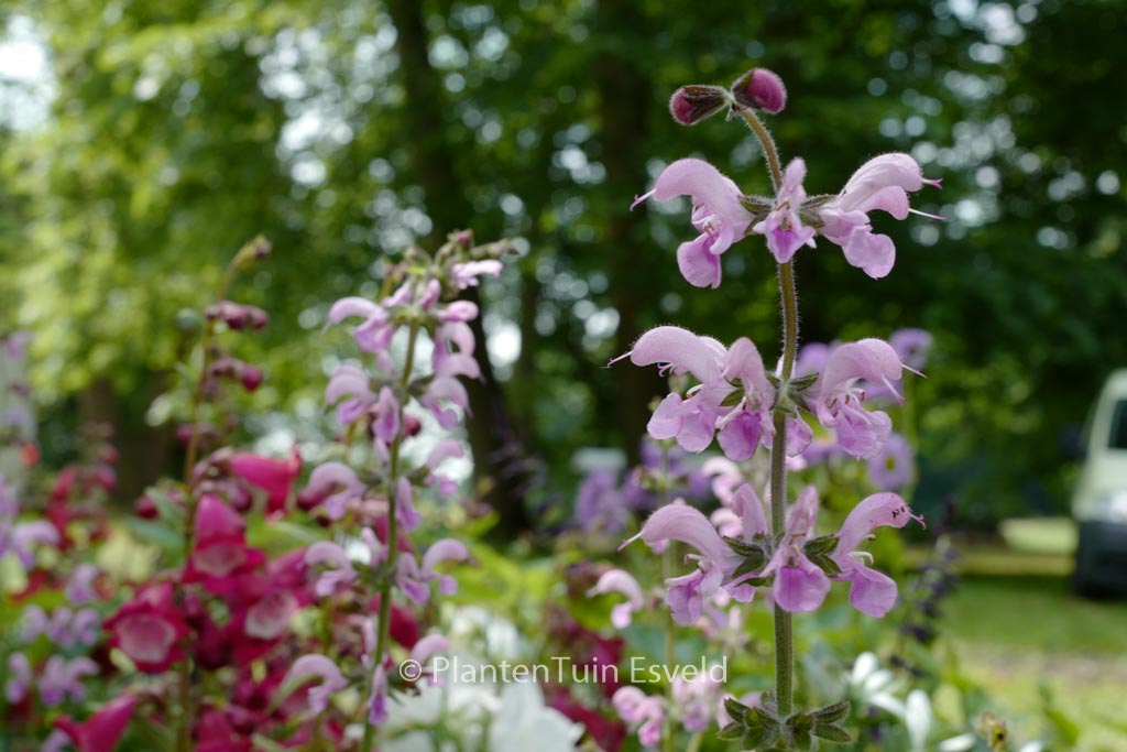 Salvia pratensis ‘Eveline’