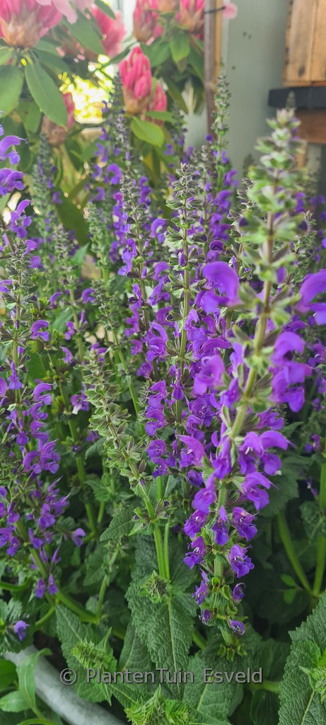Salvia pratensis ‘Fashionista Midnight Model’