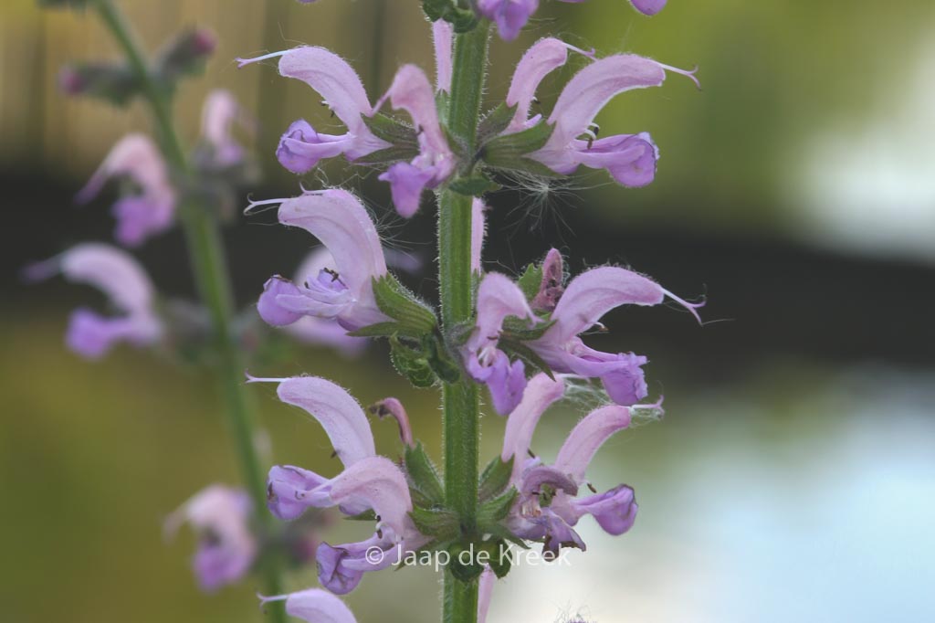 Salvia pratensis ‘Rose Rhapsody’