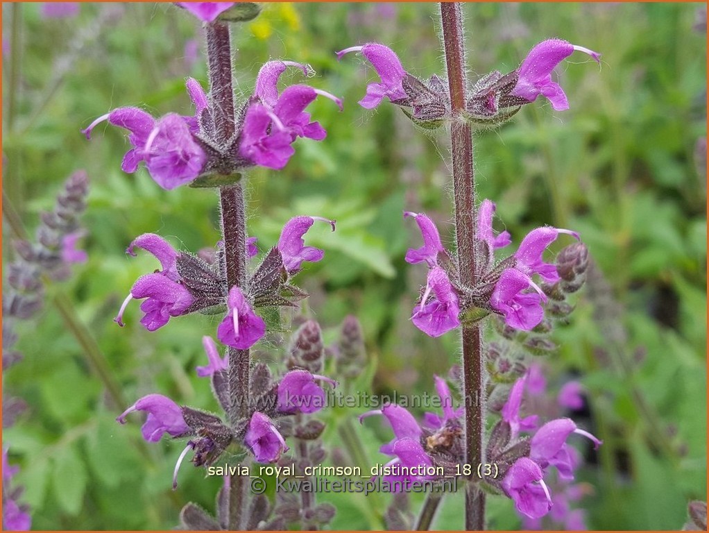 Salvia pratensis ‘Royal Crimson Distinction’