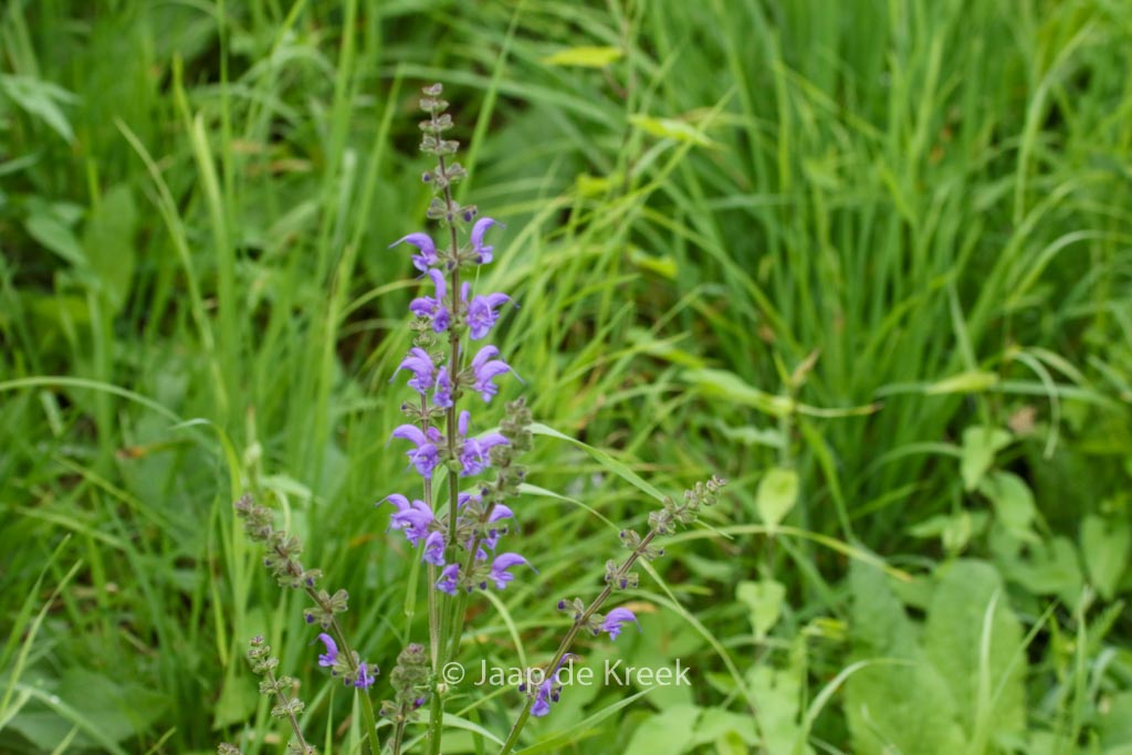 Salvia pratensis