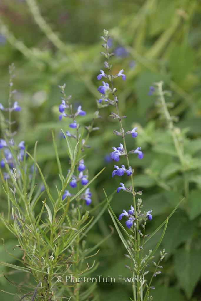 Salvia reptans
