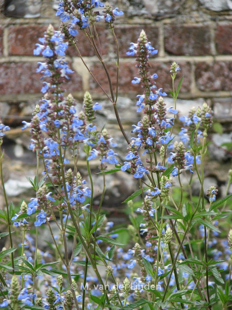 Salvia uliginosa