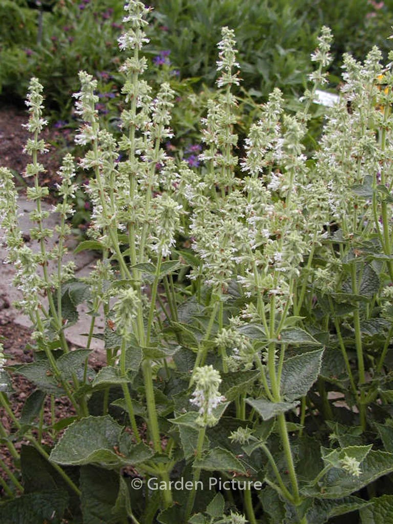 Salvia verticillata ‘Alba’