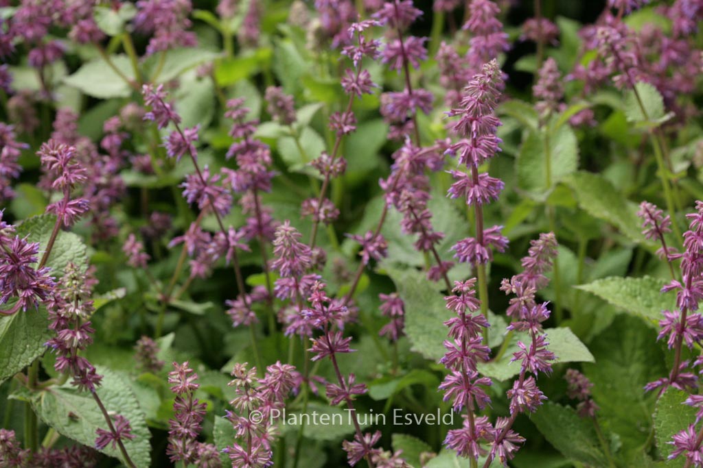 Salvia verticillata ‘Endless Love’