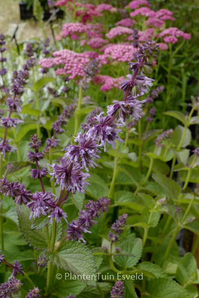 Salvia verticillata ‘Hannay’s Blue’