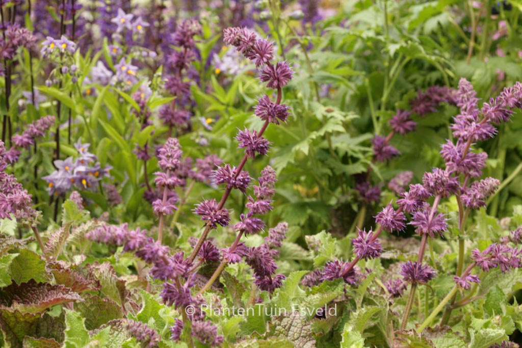 Salvia verticillata ‘Purple Rain’