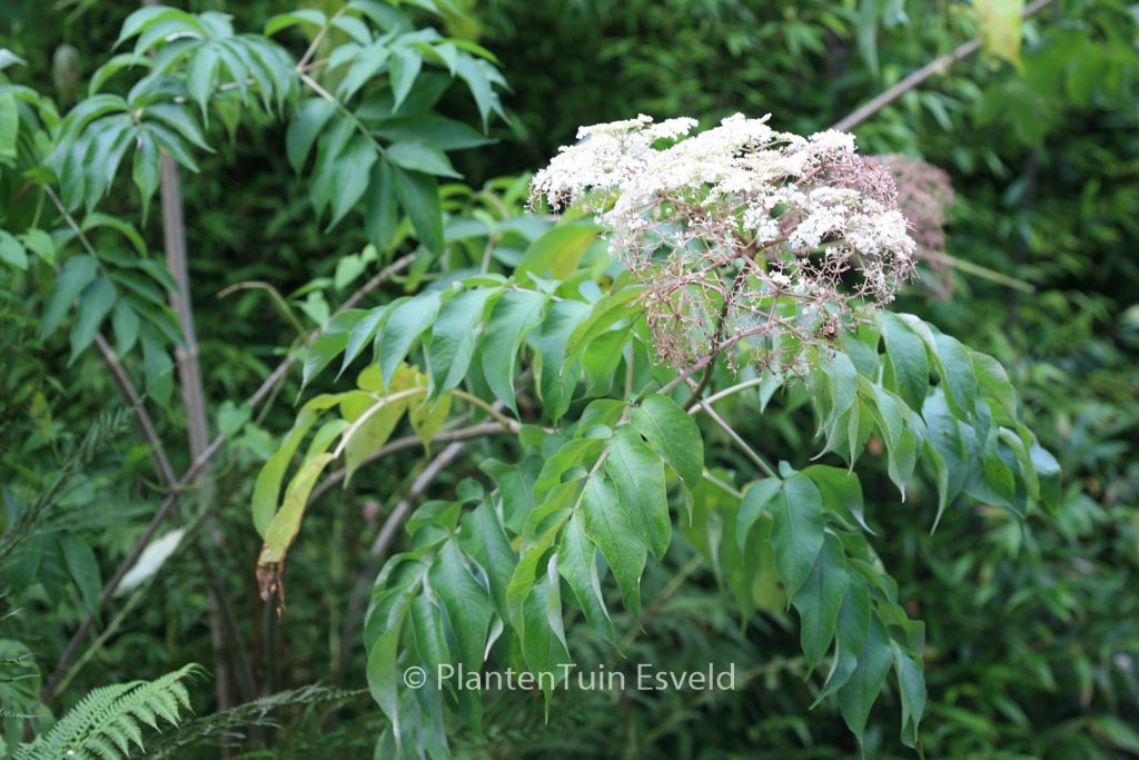 Sambucus canadensis ‘Maxima’
