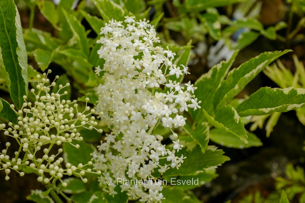 Sambucus nigra ‘Alcsam’ (GOLD SPARK)