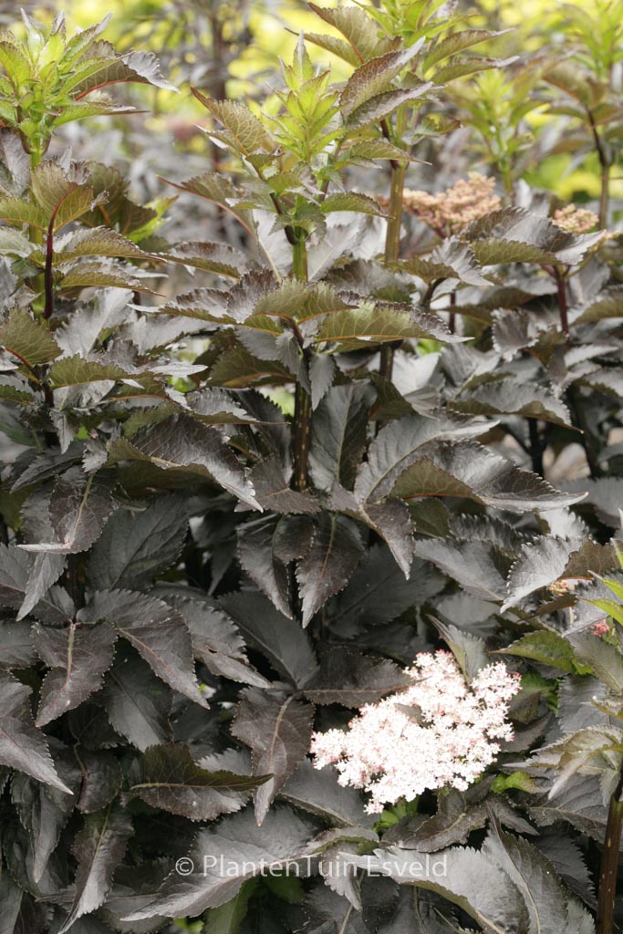 Sambucus nigra ‘Eiffel01’ (BLACK TOWER)