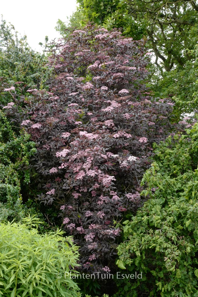 Sambucus nigra ‘Guincho Purple’