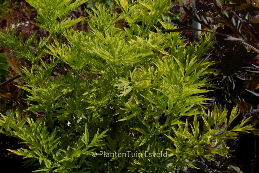 Sambucus nigra ‘Jdeboer001’ (GOLDEN TOWER)