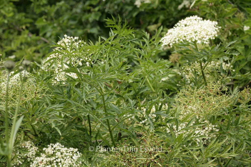 Sambucus nigra ‘Laciniata’