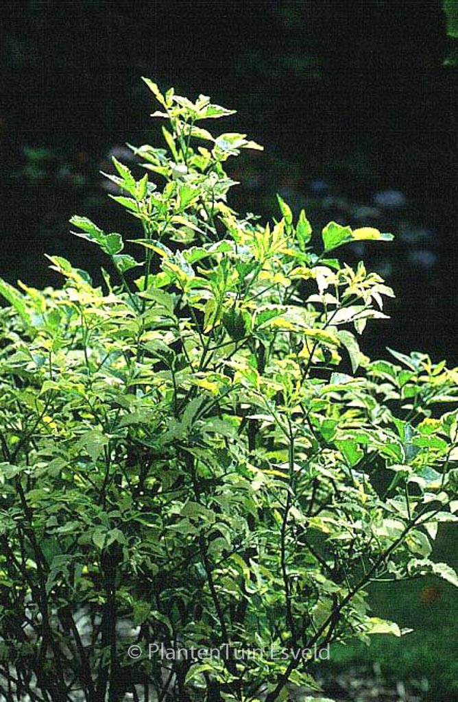 Sambucus nigra ‘Madonna’