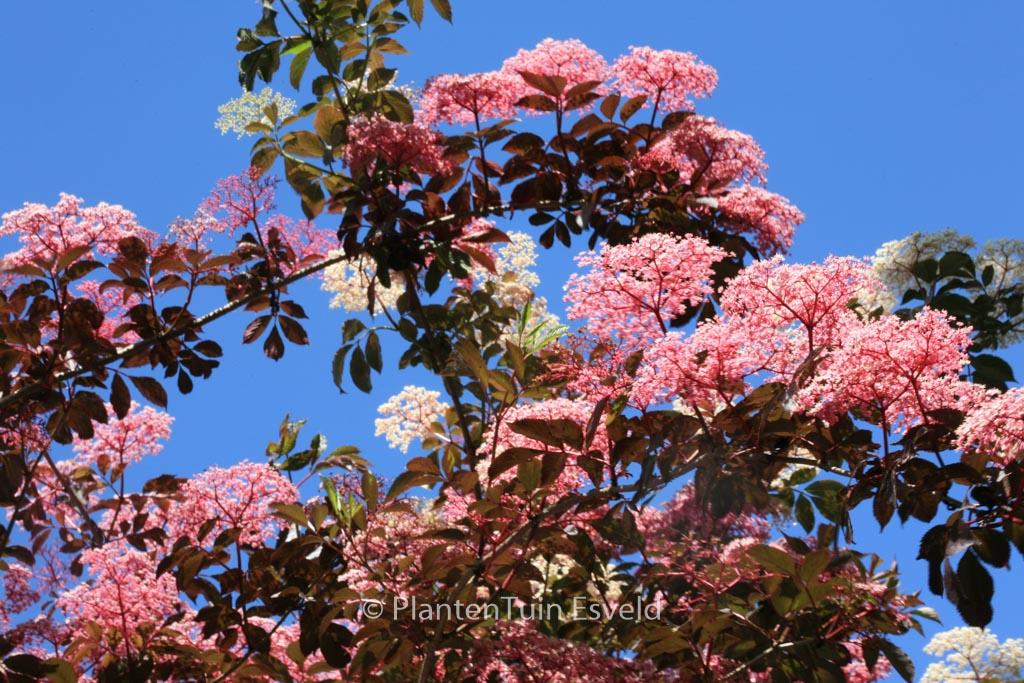 Sambucus nigra ‘Thundercloud’ (RED HOLY)