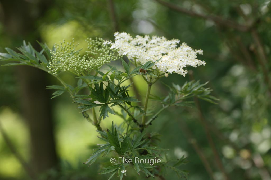 Sambucus nigra ‘Urban Lace’