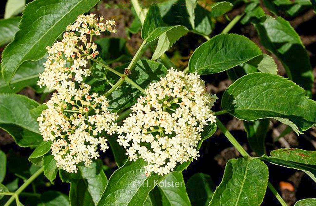 Sambucus nigra ssp. caerulea