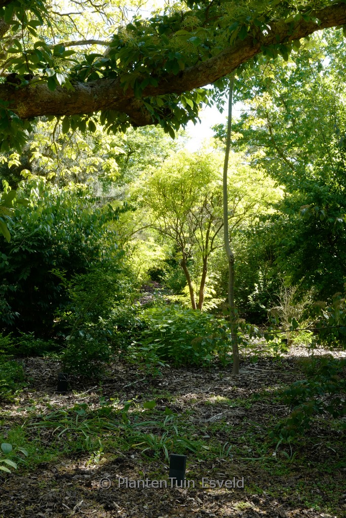Sambucus racemosa ‘Plumosa Aurea’