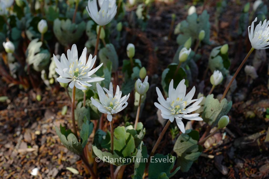 Sanguinaria canadensis