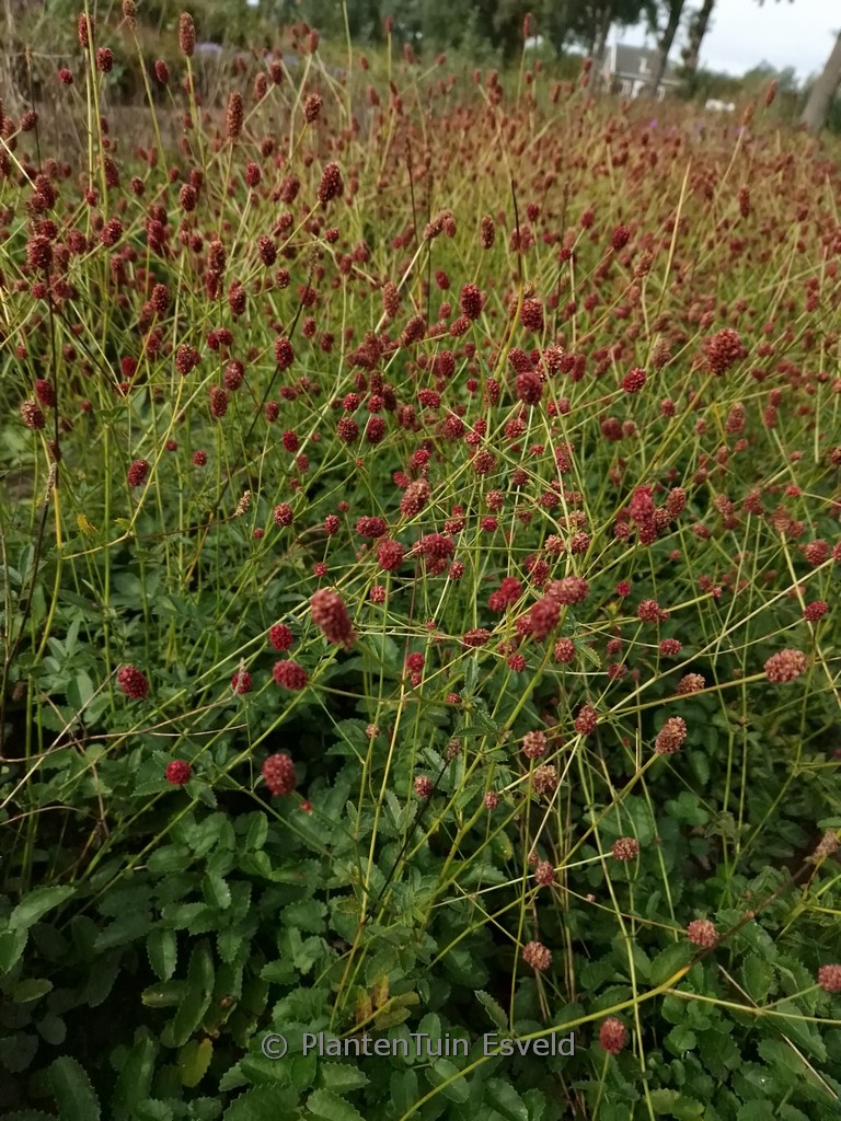 Sanguisorba ‘Beetlewings’
