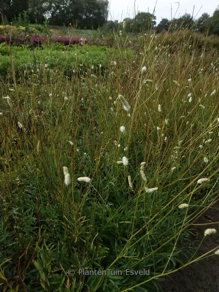 Sanguisorba ‘Burr Blanc’