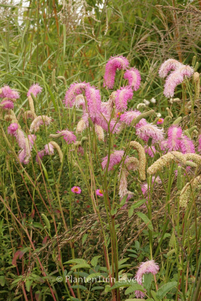 Sanguisorba ‘Pink Brushes’